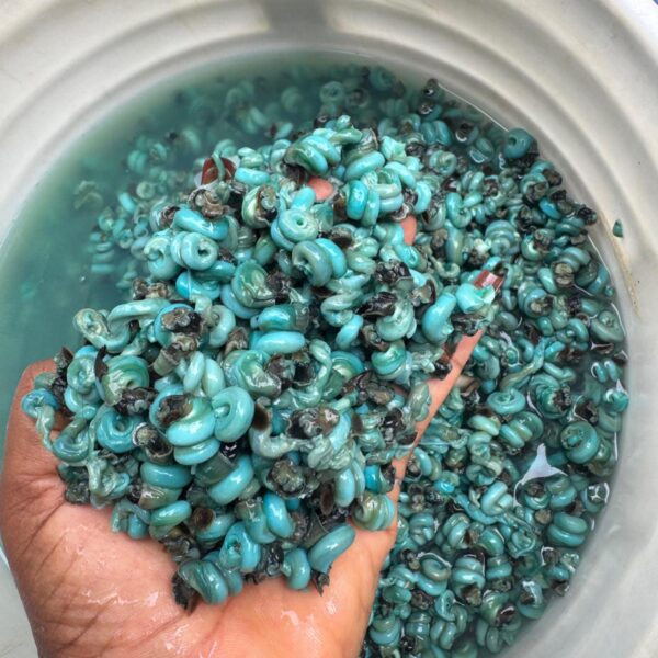 Wet Periwinkle (250g)