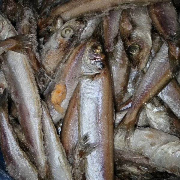 Frozen Panla (Whitening Fish)