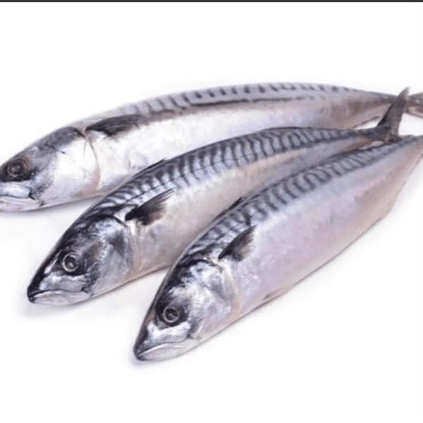 Frozen Mackerel Fish