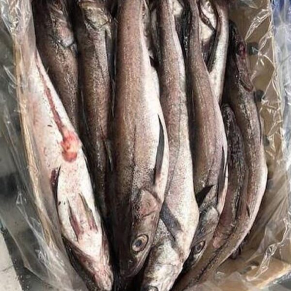 Frozen Hake Fish
