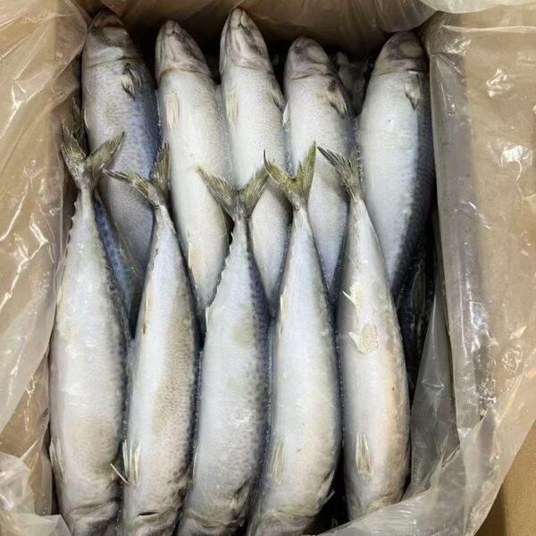 1kg Frozen Mackerel Fish