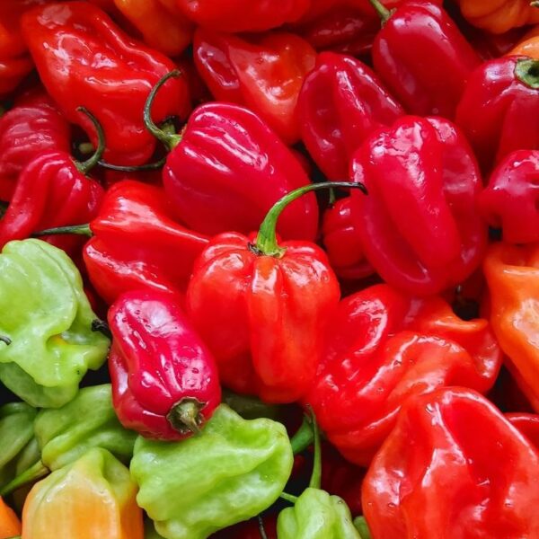 11kg Basket Of AtaRodo [Habanero pepper]