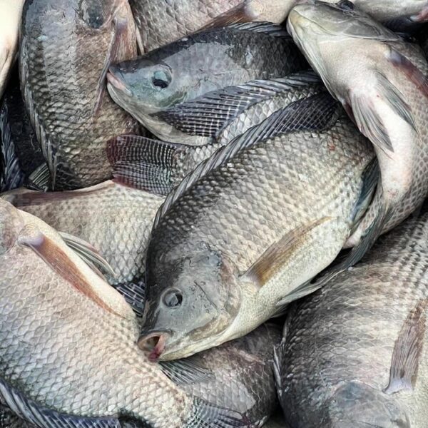 Tilapia  Fish